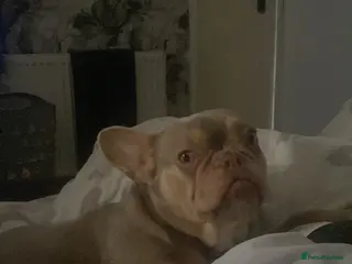 French Bulldog dogs Bambi - Advert 9