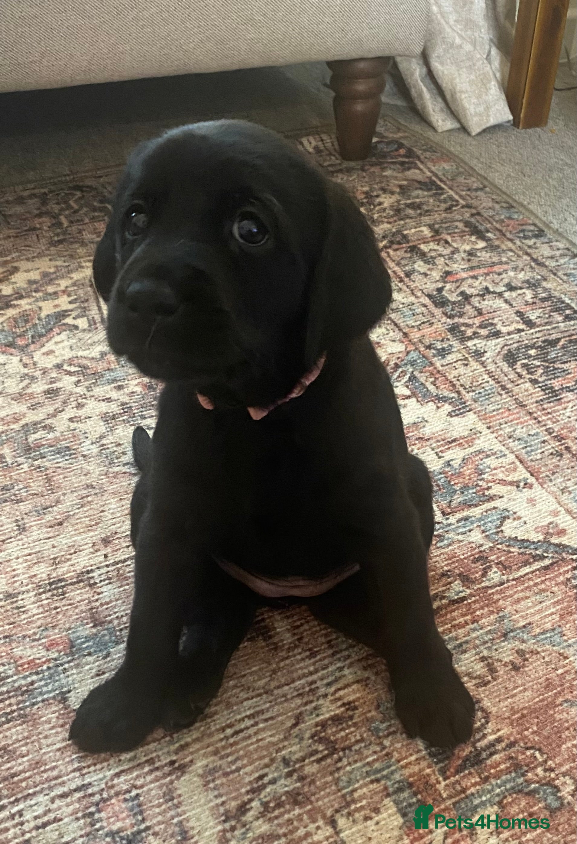 Goldador dogs 🐾Last black girl! Labrador × Retriever!🐕 - Advert 9