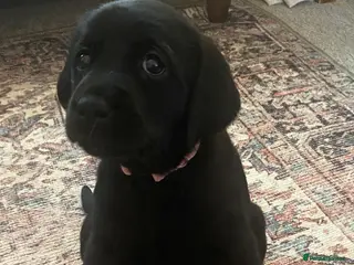 Goldador dogs 🐾Last black girl! Labrador × Retriever!🐕 - Advert 9