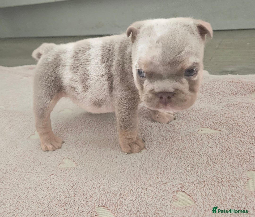 English Bulldog dogs for sale: Male tri lilac merle - Image 9