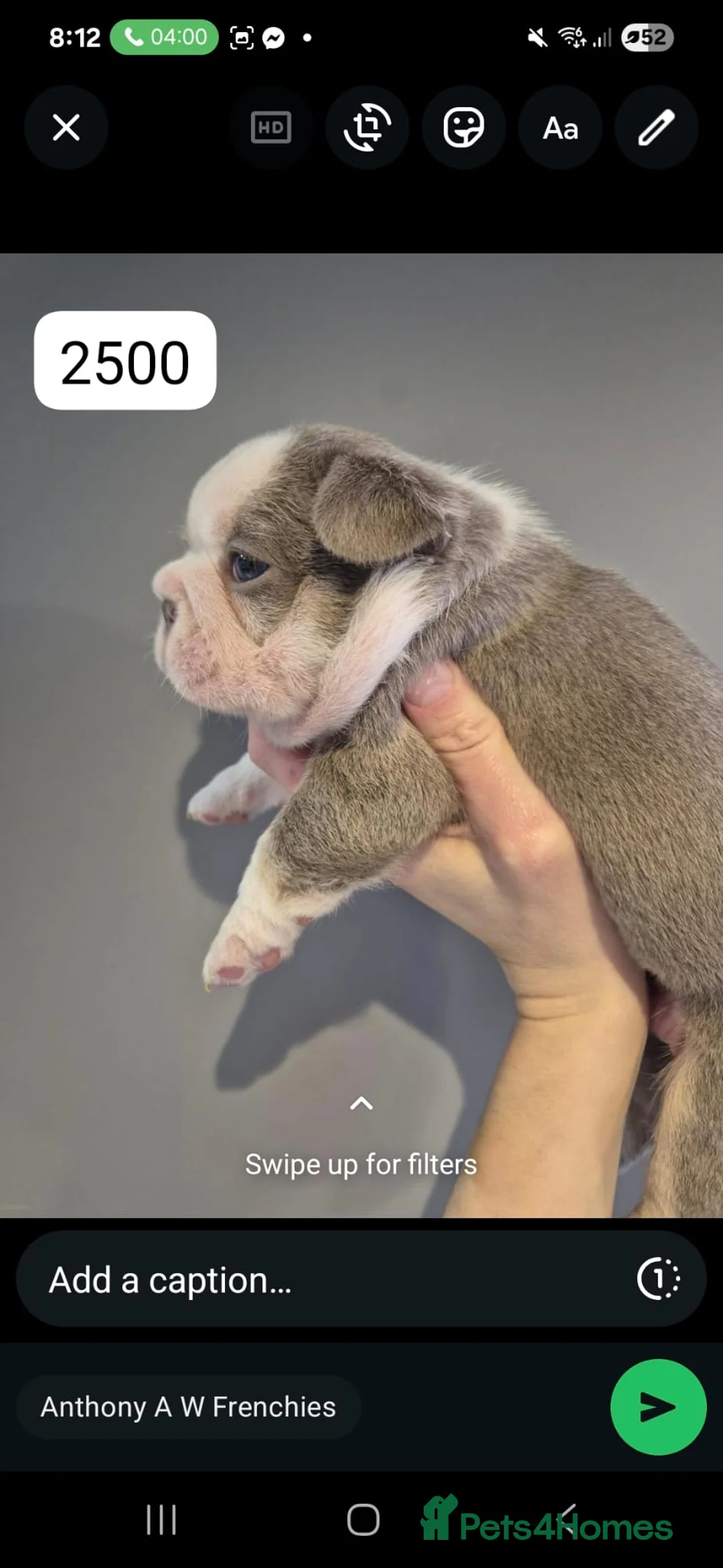 French Bulldog dogs for sale: French Bulldog Babies - Ready Now - Advert 6