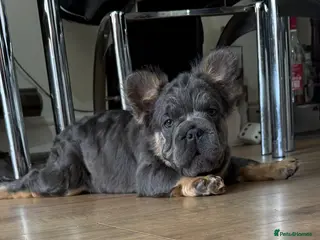 French Bulldog dogs Unique Fluffy French Bulldog Puppies - Advert 1