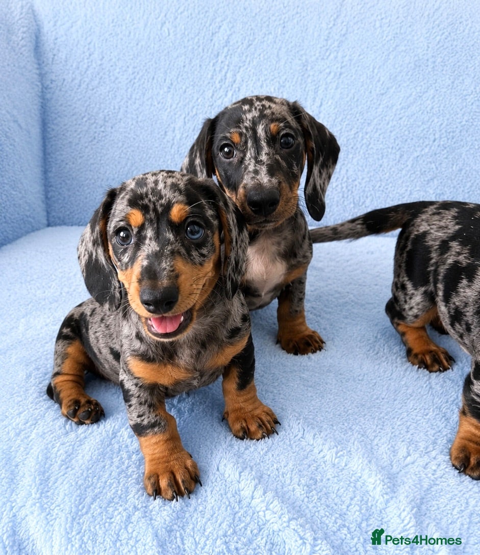 Miniature Dachshund dogs 5★ LICENSED BREEDER • KC REG BOYS READY NOW  - Advert 1