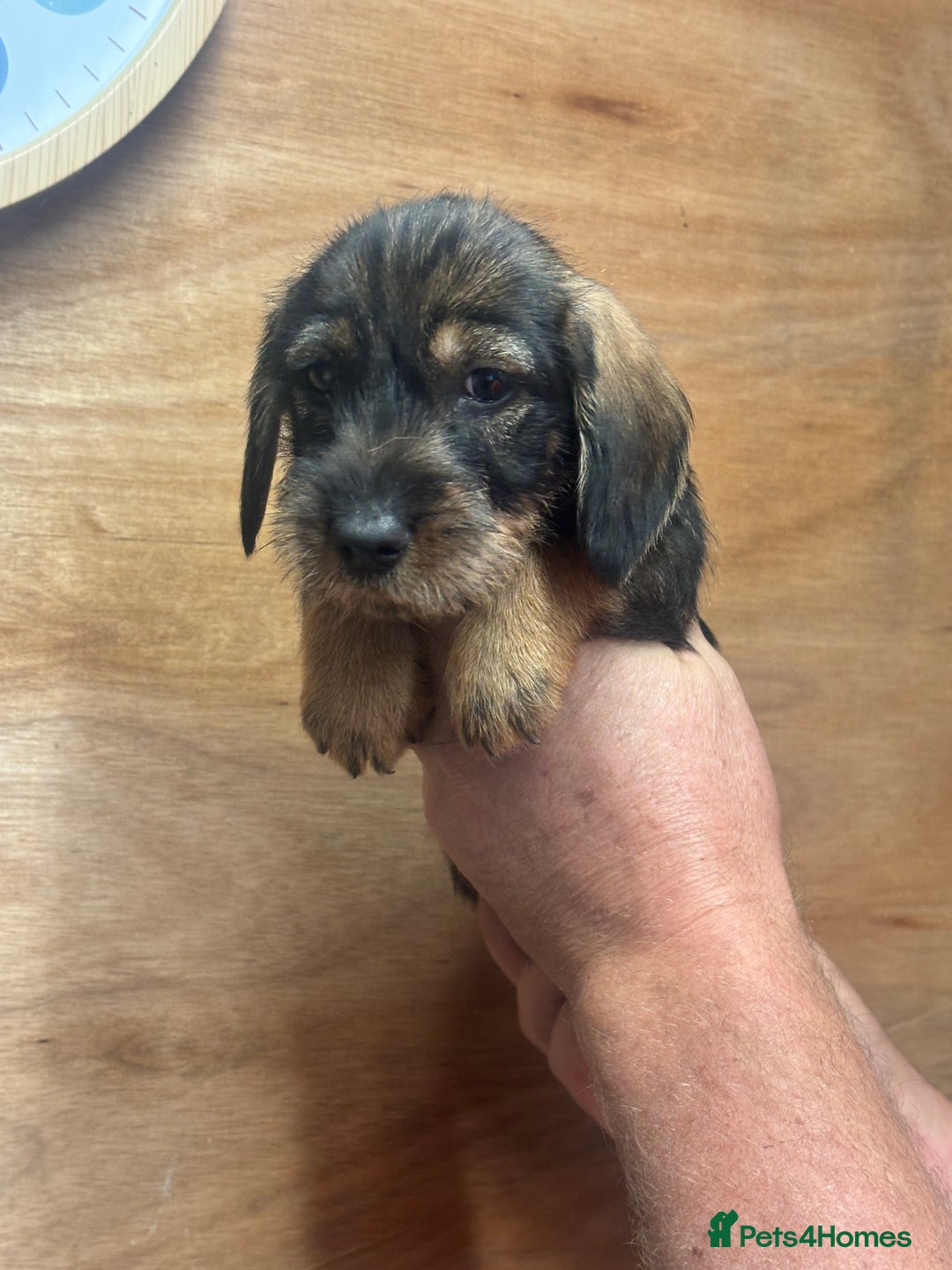 Dachshund dogs for sale: Ready now standard Wirehair dachshund (teckel)  - Image 8