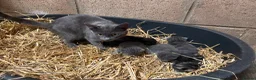 Mixed Breed cats for sale: Outdoor Kittens  - Advert 1