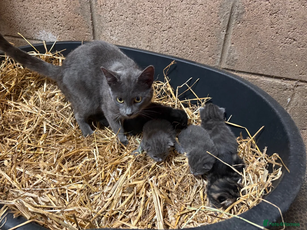 Mixed Breed cats for sale: Outdoor Kittens  - Advert 1