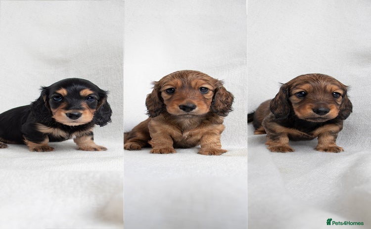 Miniature Dachshund dogs - Advert 2