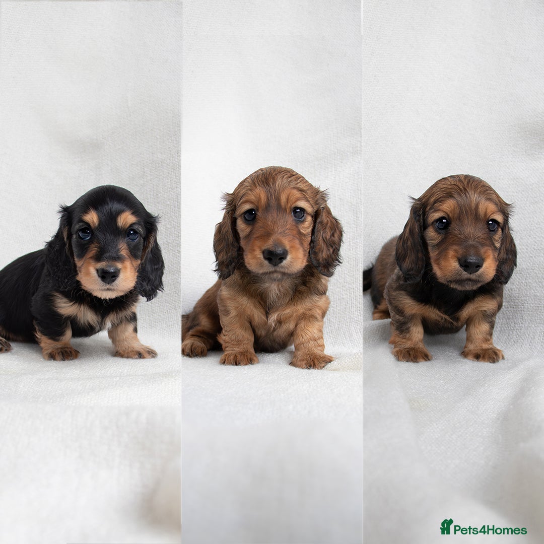 Miniature Dachshund dogs for sale: MINIATURE LONGHAIRED DACHSHUNDS - Image 1