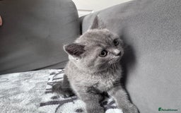 British Shorthair cats for sale: British shorthair Blue so beautiful  - Image 10