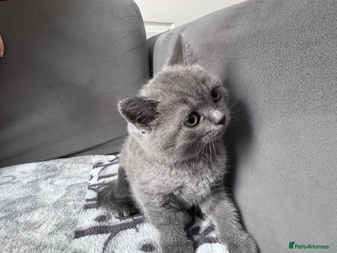 British Shorthair cats for sale: British shorthair Blue so beautiful  - Image 10