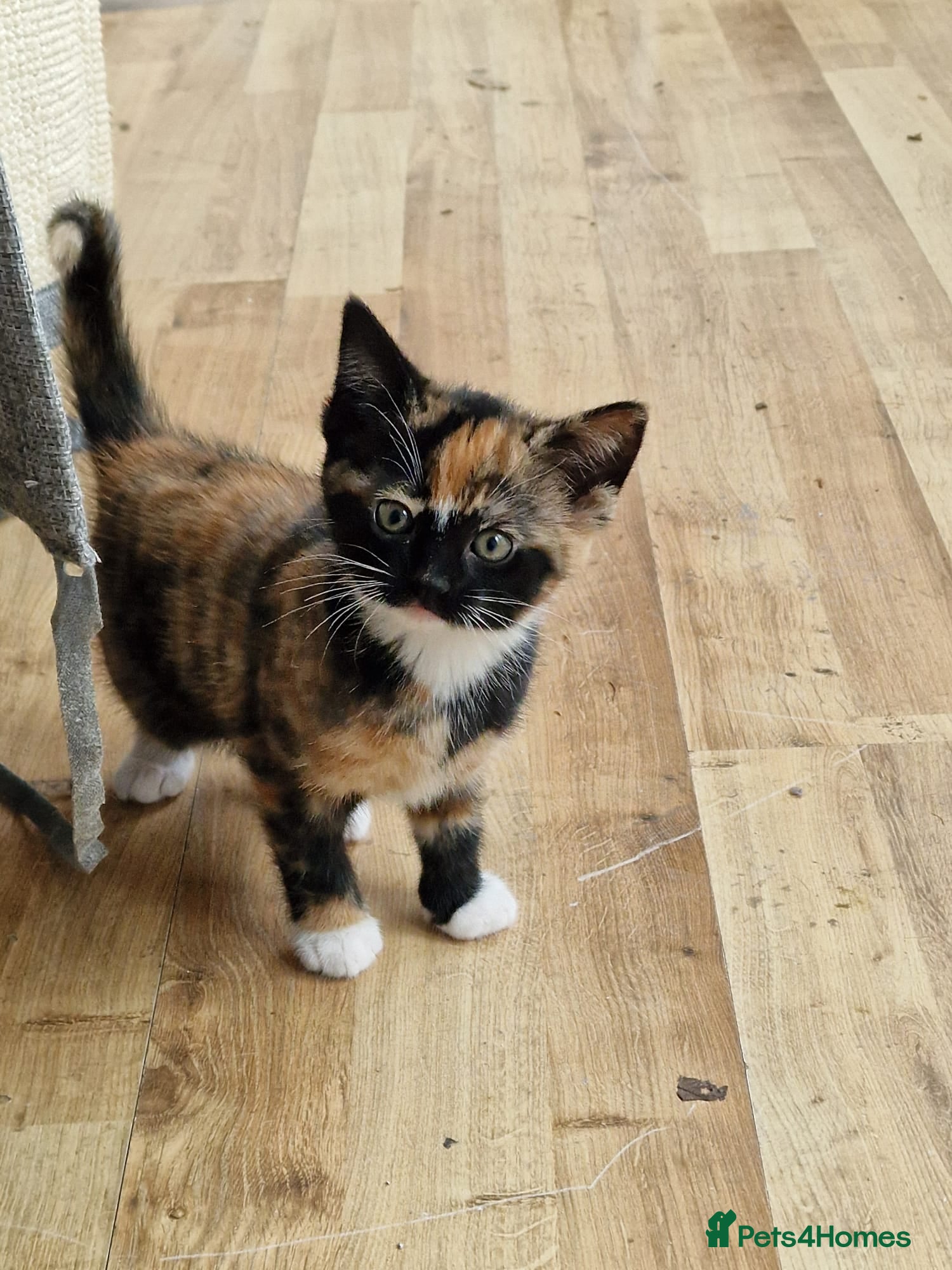 Mixed Breed cats Very special tortie and white girl - Advert 6