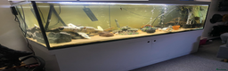 Cichlids fish for sale: 4x Uaru cichlids (Poor mans discus) - Advert 2