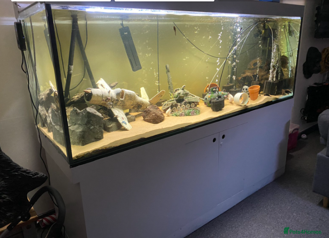 Cichlids fish for sale: 4x Uaru cichlids (Poor mans discus) - Advert 2