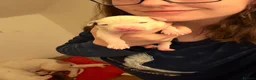 American Bulldog dogs for sale: American Bulldog Puppies in Bellshill - Advert 12
