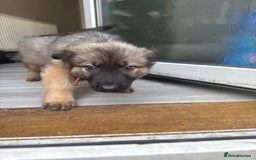 German Shepherd dogs for sale: READY NOW! German Shepherd x Belgian Malinois - Image 17