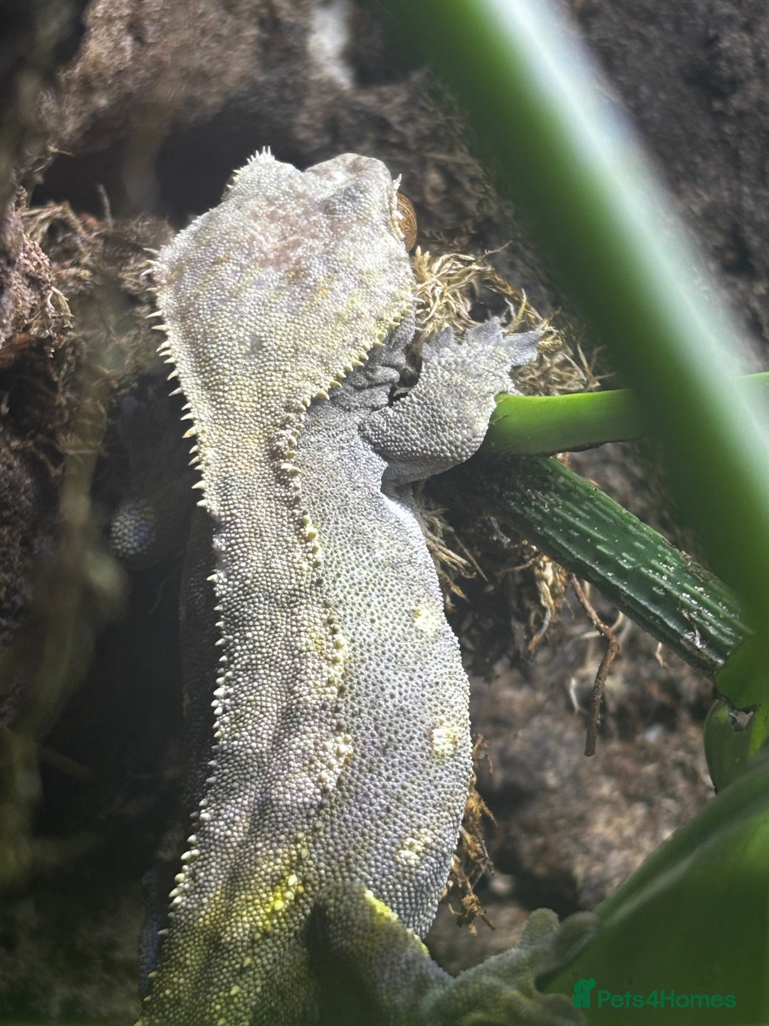 Gecko reptiles for sale: Exo terra 60x45x90 + trio of crested geckos  - Advert 17