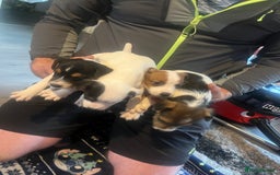 Jack Russell dogs for sale: Working or pet  - Image 2