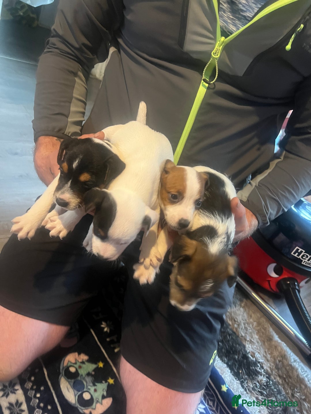 Jack Russell dogs for sale: Working or pet  - Image 2
