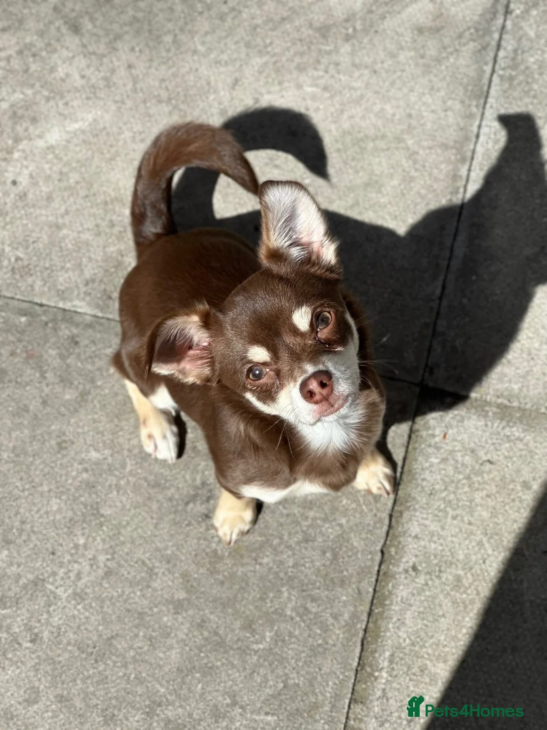 Chihuahua dogs for stud: Chief, for stud  - Advert 2