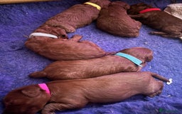 Cockapoo dogs for sale: Gorgeous F1b fox red cockapoo puppies  - Image 4