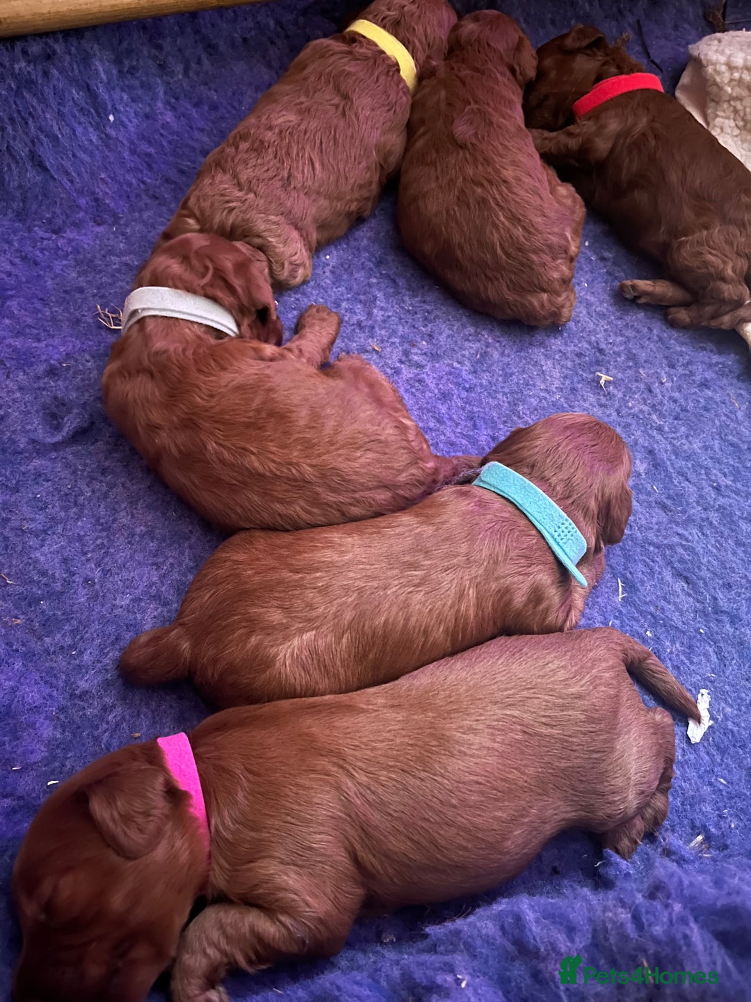 Cockapoo dogs for sale: Gorgeous F1b fox red cockapoo puppies  - Image 4