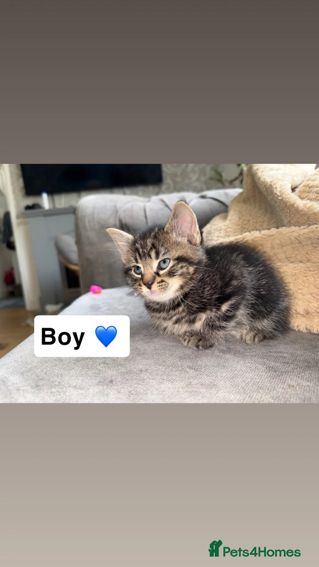 Persian cats for sale: Fluffy tabby kittens  - Advert 12