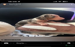 Miniature Dachshund dogs for sale: Beautiful litter of miniature dachshunds - Image 4