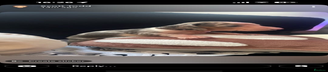 Miniature Dachshund Puppy 2