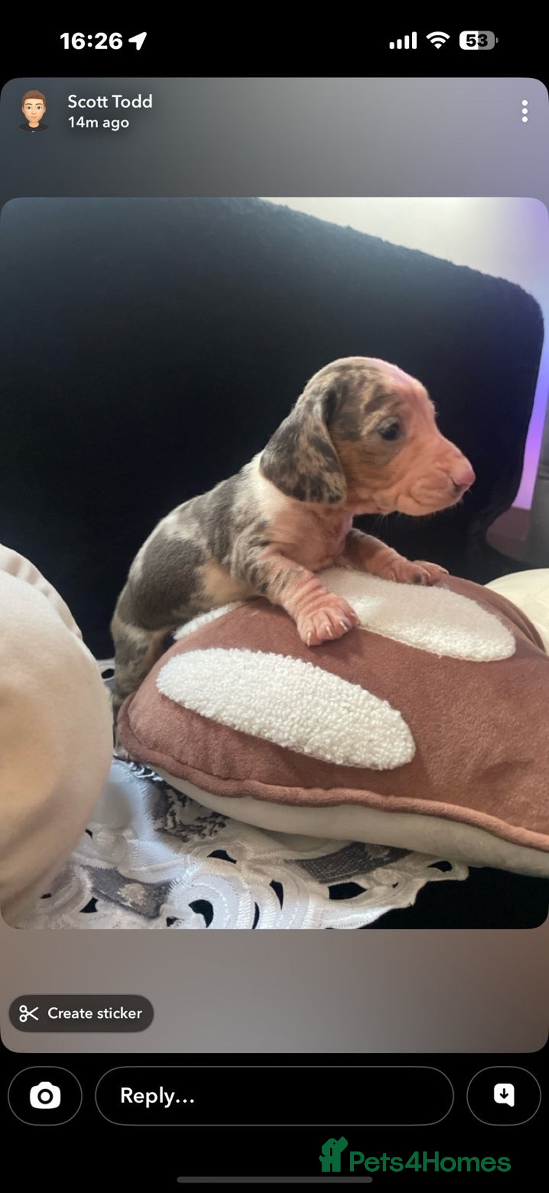 Miniature Dachshund dogs for sale: Beautiful litter of miniature dachshunds - Image 4