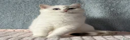 British Shorthair cats for sale: TICA Beautiful British Shorthair Kittens - Advert 14