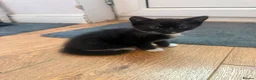 Domestic Shorthair cats for sale: 4 kittens  - Advert 14