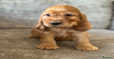 Cocker Spaniel dogs - Advert 16