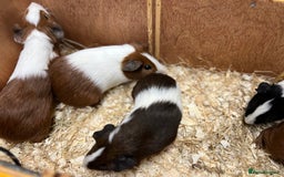 Guinea Pig rodents for sale: Bonded boars/boys - Image 6