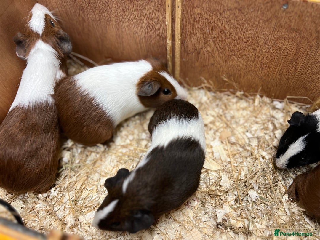 Guinea Pig rodents for sale: Bonded boars/boys - Image 6