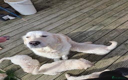 Golden Retriever dogs for sale: Beautiful chunky Golden Retrievers - Image 5