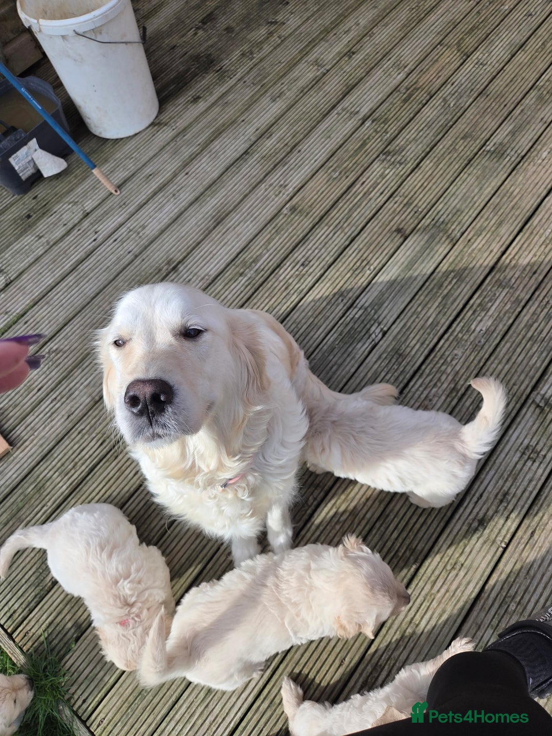 Golden Retriever dogs for sale: Beautiful chunky Golden Retrievers - Image 5