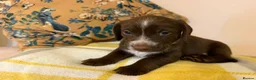 Mixed Breed dogs for sale: Doxie puppies  - Advert 18