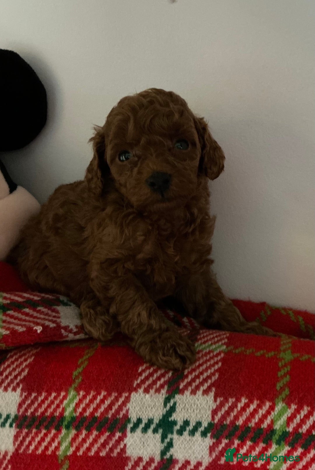 Toy Poodle dogs for sale: Deep Red Toy Poodles Ready 22nd December - Advert 2