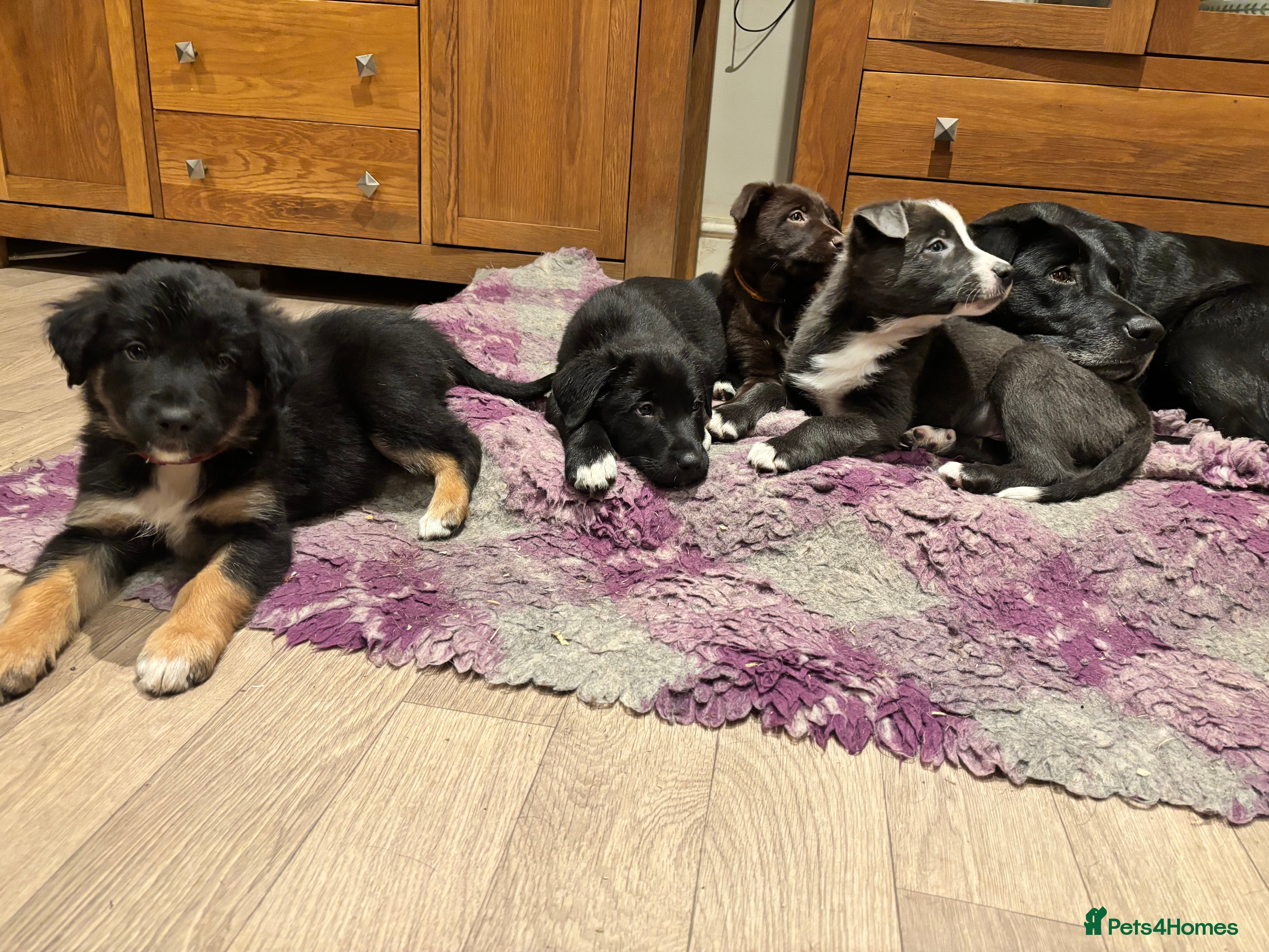 Borador dogs 2 Beautiful Borador puppies ready now - Advert 1