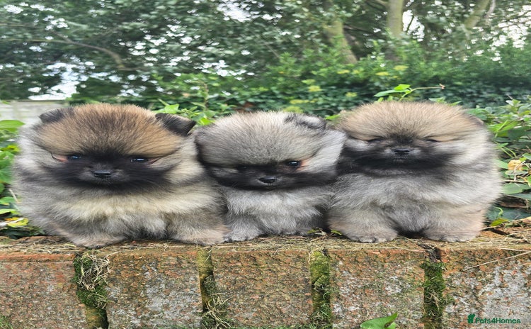 Pomeranian dogs - Advert 1
