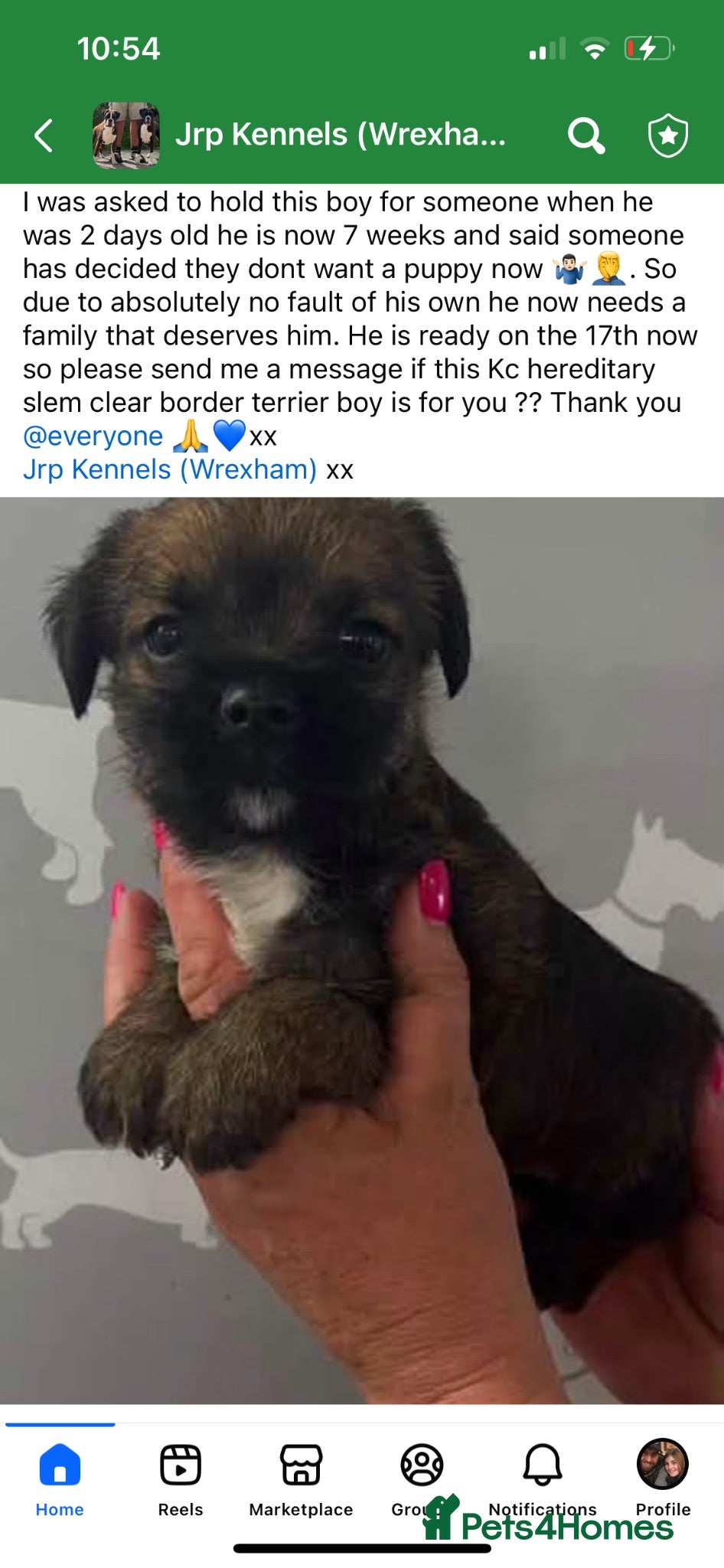 Border Terrier dogs One gorgeous little boy left - Advert 1