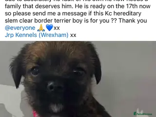Border Terrier dogs One gorgeous little boy and girl left - Advert 9