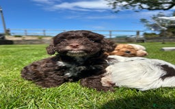 Cockapoo dogs for sale: Beautiful cockapoo puppies  - Image 3
