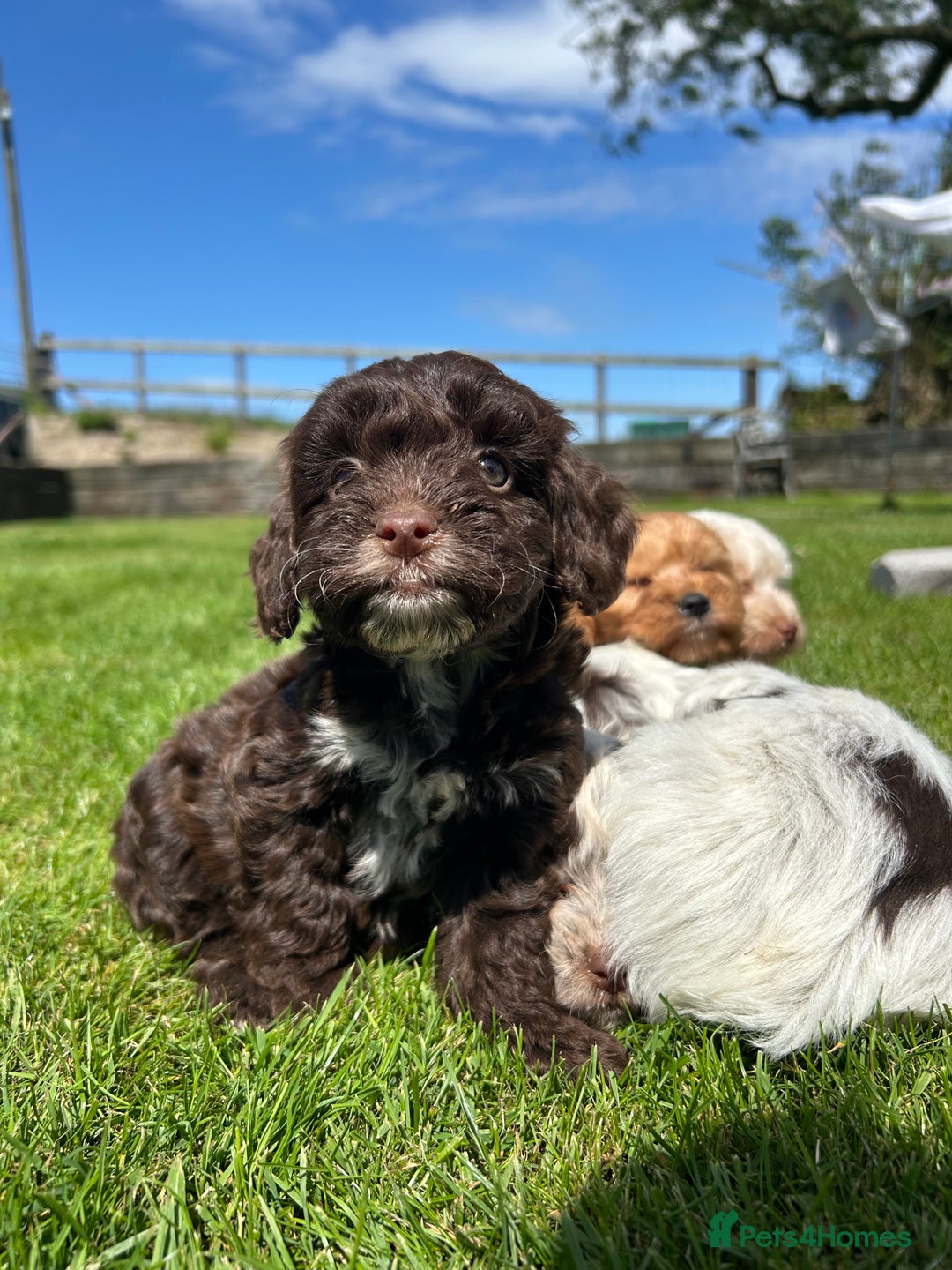 Cockapoo dogs for sale: Beautiful cockapoo puppies  - Image 3