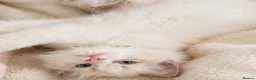 Ragdoll cats for sale: Child Friendly Ragdoll and Ragdoll Cross Kittens  - Advert 6