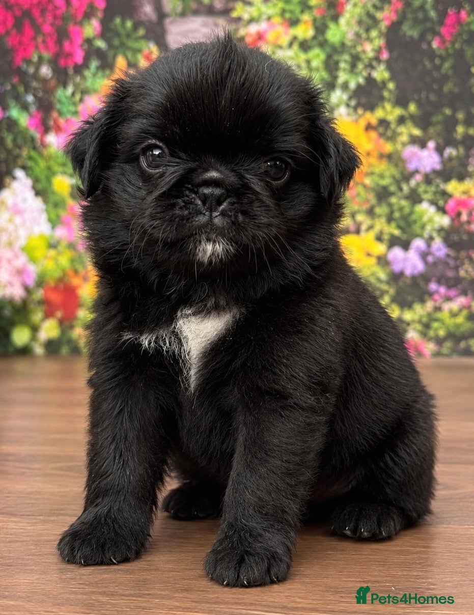 Pug dogs Stunning litter of boy pugs - Advert 13