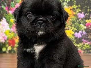 Pug dogs Stunning pug puppies Ready now - Advert 1