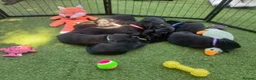 Labrador Retriever dogs for sale:  KC Black Labradors – 4 Boys & 2 Girls Available🐶 - Advert 13