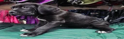 Cane Corso dogs for sale: 1 CHUNKY, BEAUTIFUL FEMALE CANE CORSO AVAILABLE! - Advert 6