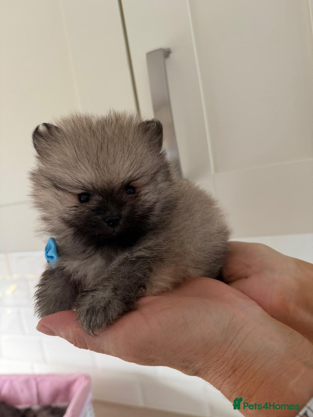 Pomeranian dogs for sale: 4 beautiful Pomeranians available for reservation - Advert 9